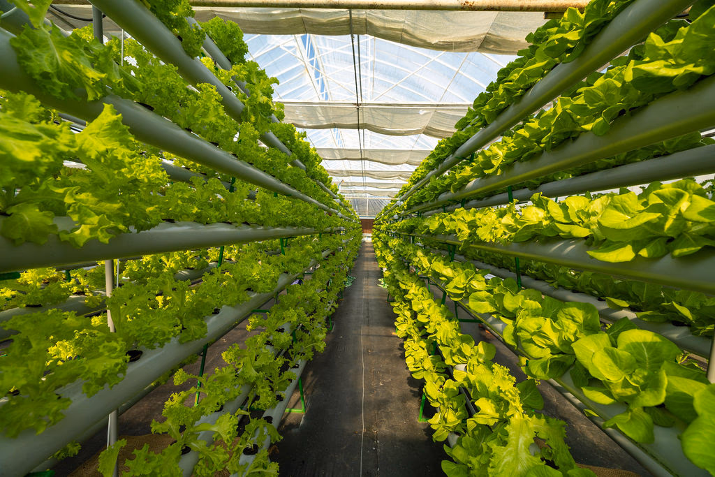 Rows of hydroponic plants inside the One Island Produce greenhouse
