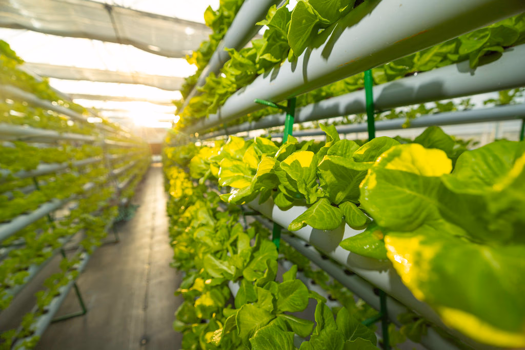 Hydroponic lettuce bathed in sunlight at One Island Produce