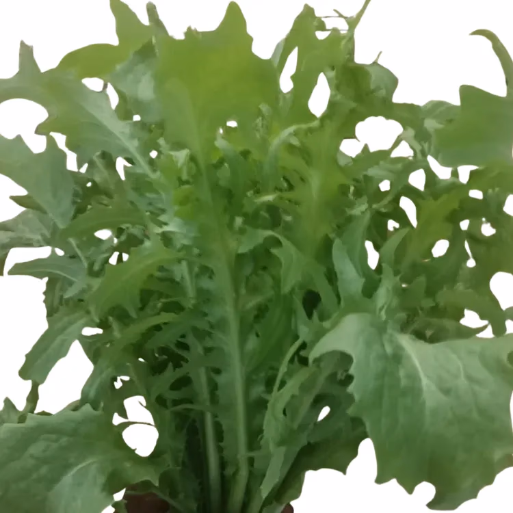 Fresh Green Endive grown hydroponically at One Island Produce