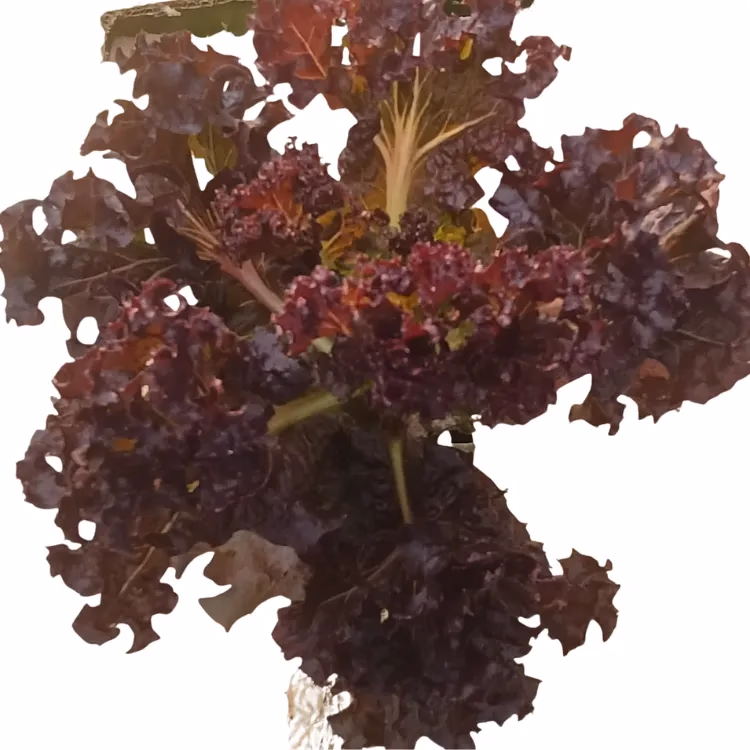 Fresh Lollo Rosso grown hydroponically at One Island Produce